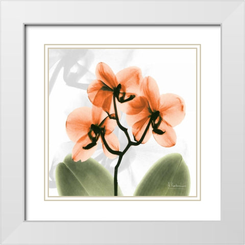 BW Orchid Orange White Modern Wood Framed Art Print with Double Matting by Koetsier, Albert