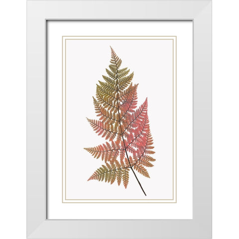 Coral Gold Fern 1 White Modern Wood Framed Art Print with Double Matting by Bailey, Ann
