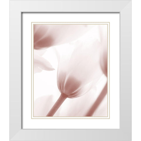 Tulip 1 White Modern Wood Framed Art Print with Double Matting by Bailey, Ann