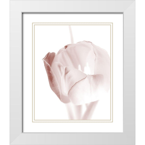 Tulip 2 White Modern Wood Framed Art Print with Double Matting by Bailey, Ann