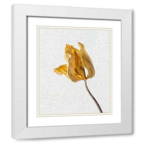 Pressed 1 White Modern Wood Framed Art Print with Double Matting by Bailey, Ann