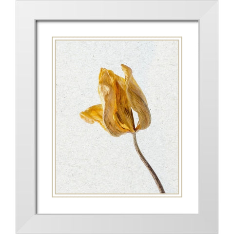Pressed 1 White Modern Wood Framed Art Print with Double Matting by Bailey, Ann