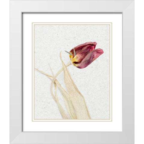 Pressed 2 White Modern Wood Framed Art Print with Double Matting by Bailey, Ann