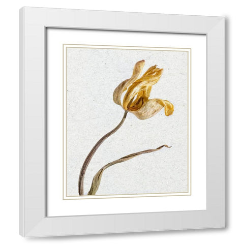 Pressed 3 White Modern Wood Framed Art Print with Double Matting by Bailey, Ann