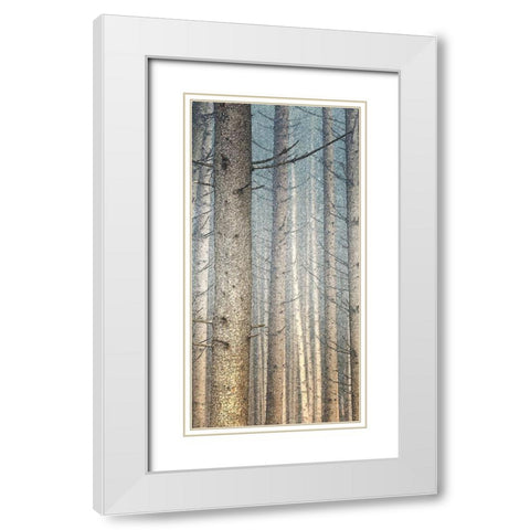 Forest Dreaming 1 White Modern Wood Framed Art Print with Double Matting by Bailey, Ann