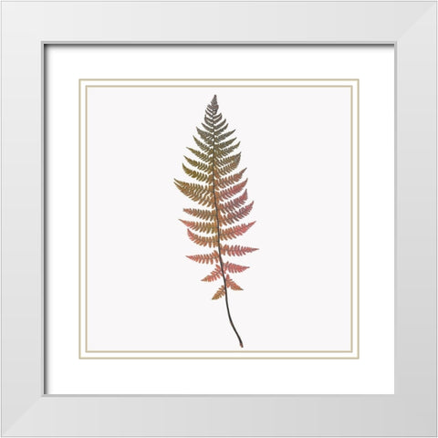 Coral Fern Gold 2 White Modern Wood Framed Art Print with Double Matting by Bailey, Ann