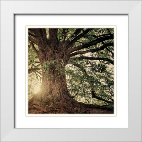 Explore Wander Adventure White Modern Wood Framed Art Print with Double Matting by Bailey, Ann