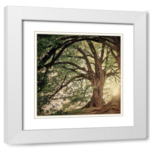 Wander Wonder White Modern Wood Framed Art Print with Double Matting by Bailey, Ann