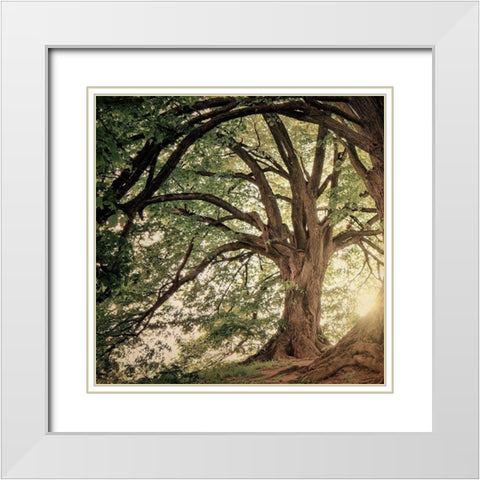 Wander Wonder White Modern Wood Framed Art Print with Double Matting by Bailey, Ann