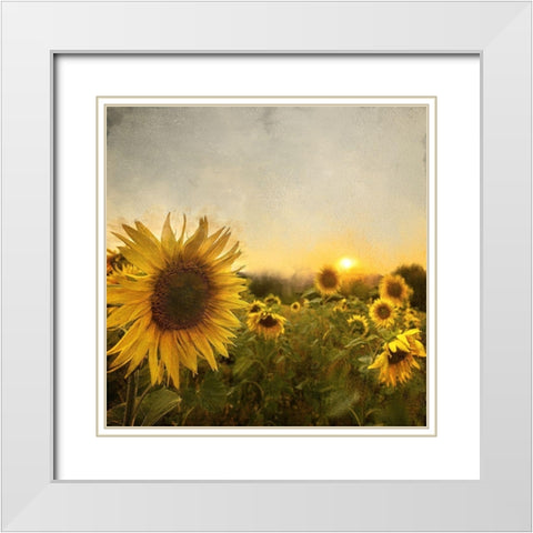 Field of Sunflowers White Modern Wood Framed Art Print with Double Matting by Bailey, Ann