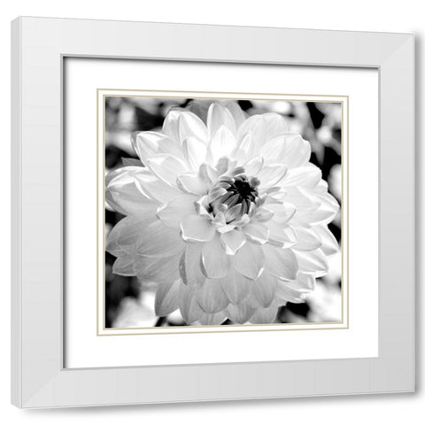 Black and White Bloom White Modern Wood Framed Art Print with Double Matting by Bailey, Ann