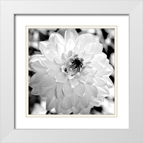 Black and White Bloom White Modern Wood Framed Art Print with Double Matting by Bailey, Ann