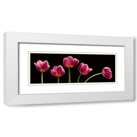 Five Tulips White Modern Wood Framed Art Print with Double Matting by Seidman, Barry