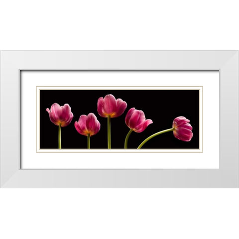 Five Tulips White Modern Wood Framed Art Print with Double Matting by Seidman, Barry