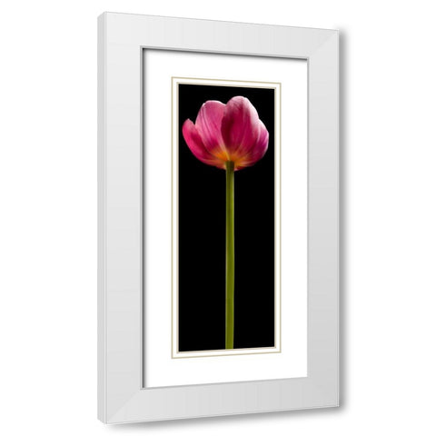 Tall Purple Tulip White Modern Wood Framed Art Print with Double Matting by Seidman, Barry