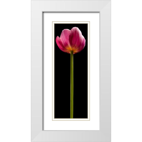 Tall Purple Tulip White Modern Wood Framed Art Print with Double Matting by Seidman, Barry