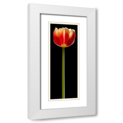 Tall Orange Tulip White Modern Wood Framed Art Print with Double Matting by Seidman, Barry