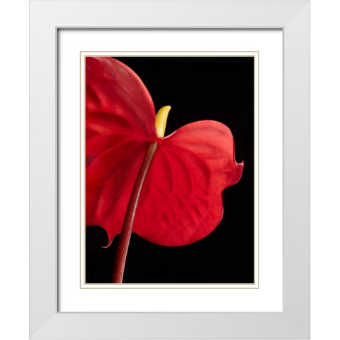 Anthurium 1 White Modern Wood Framed Art Print with Double Matting by Seidman, Barry