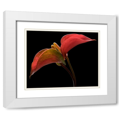 Anthurium 2 White Modern Wood Framed Art Print with Double Matting by Seidman, Barry