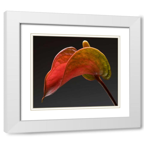 Anthurium 3 White Modern Wood Framed Art Print with Double Matting by Seidman, Barry