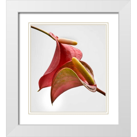 Anthurium 2 White Modern Wood Framed Art Print with Double Matting by Seidman, Barry