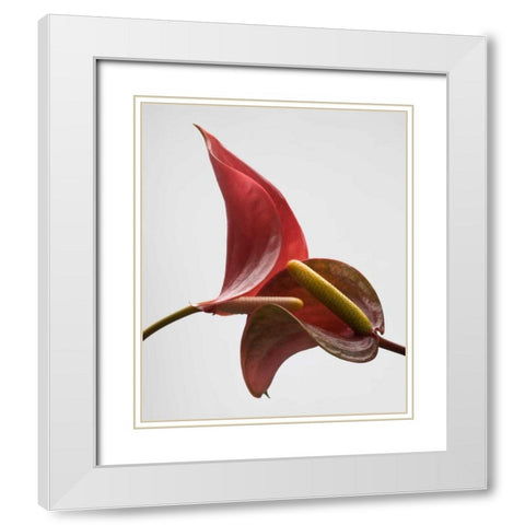 Anthurium 3 White Modern Wood Framed Art Print with Double Matting by Seidman, Barry