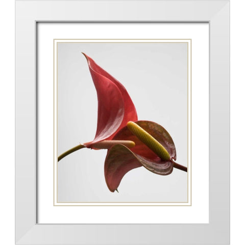 Anthurium 3 White Modern Wood Framed Art Print with Double Matting by Seidman, Barry