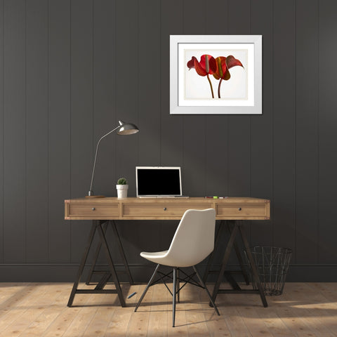 Anthurium 1 White Modern Wood Framed Art Print with Double Matting by Seidman, Barry