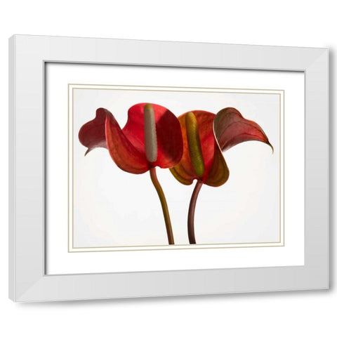 Anthurium 1 White Modern Wood Framed Art Print with Double Matting by Seidman, Barry