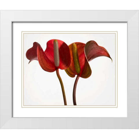 Anthurium 1 White Modern Wood Framed Art Print with Double Matting by Seidman, Barry