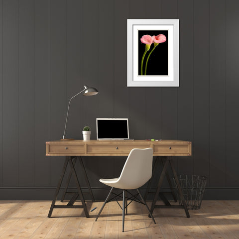 Pink Calla Lilies White Modern Wood Framed Art Print with Double Matting by Seidman, Barry