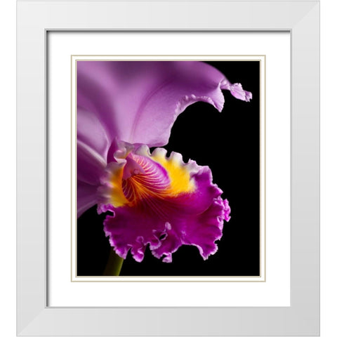 Purple Orchid White Modern Wood Framed Art Print with Double Matting by Seidman, Barry