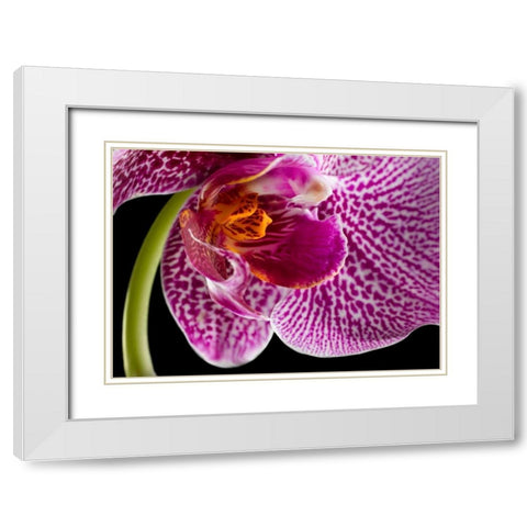 Purple Orchid 2 White Modern Wood Framed Art Print with Double Matting by Seidman, Barry