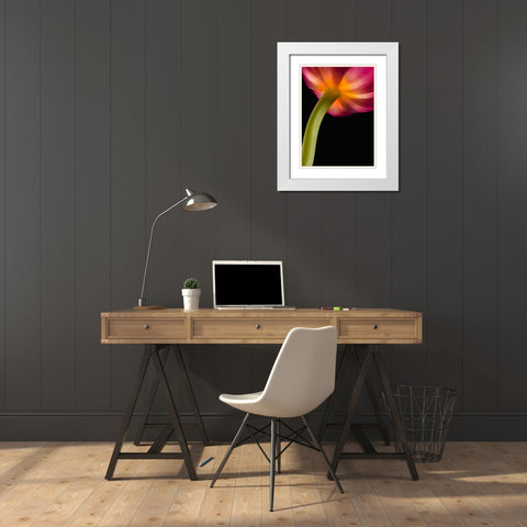 Glowing Tulip White Modern Wood Framed Art Print with Double Matting by Seidman, Barry