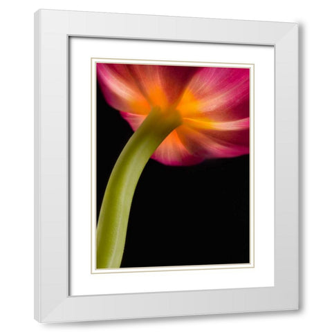 Glowing Tulip White Modern Wood Framed Art Print with Double Matting by Seidman, Barry
