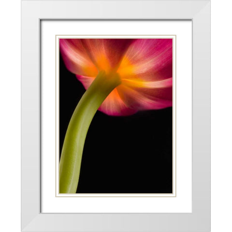 Glowing Tulip White Modern Wood Framed Art Print with Double Matting by Seidman, Barry