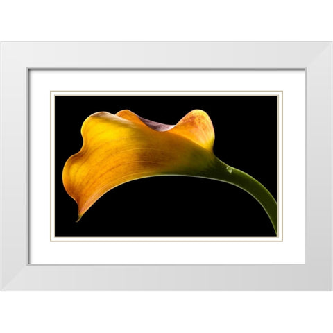 Mango Calla Lily White Modern Wood Framed Art Print with Double Matting by Seidman, Barry