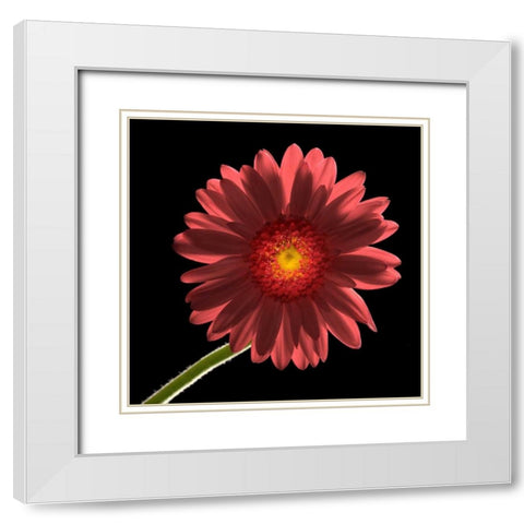Gerber Daisy 1 White Modern Wood Framed Art Print with Double Matting by Seidman, Barry