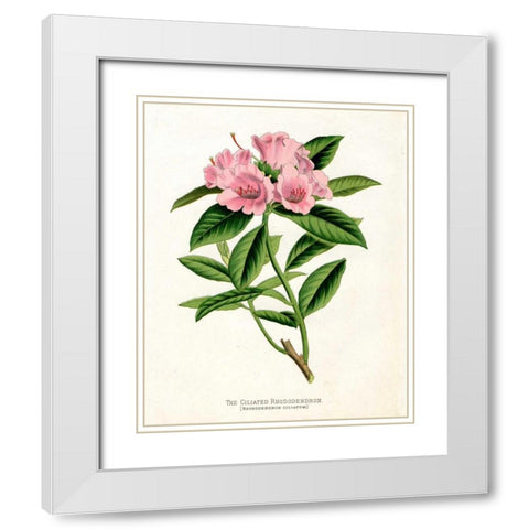 Botanical 1 White Modern Wood Framed Art Print with Double Matting by Alvarez, Cynthia