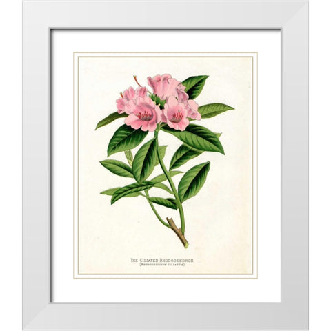 Botanical 1 White Modern Wood Framed Art Print with Double Matting by Alvarez, Cynthia