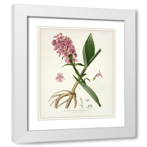 Botanical 2 White Modern Wood Framed Art Print with Double Matting by Alvarez, Cynthia