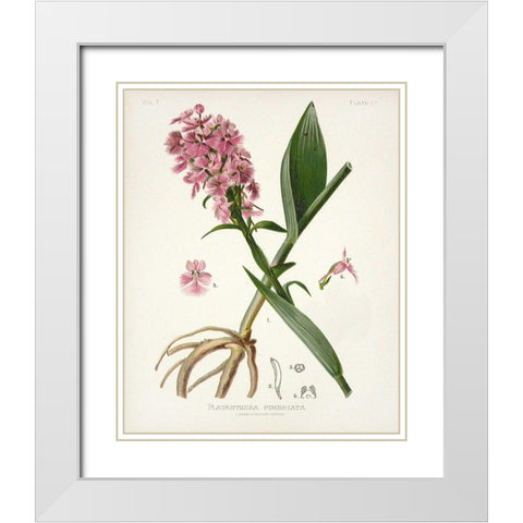 Botanical 2 White Modern Wood Framed Art Print with Double Matting by Alvarez, Cynthia