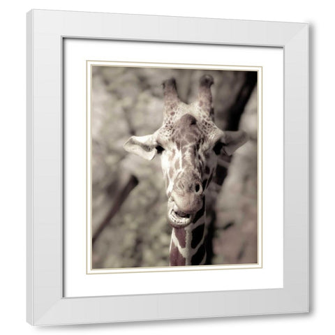 Giraffe whats up White Modern Wood Framed Art Print with Double Matting by Davis Ashley