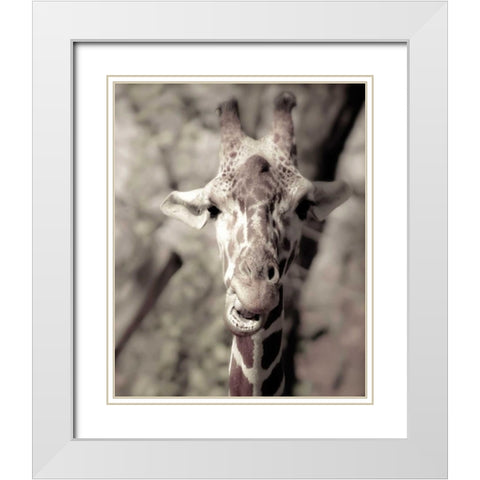 Giraffe whats up White Modern Wood Framed Art Print with Double Matting by Davis Ashley