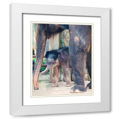 Bowie and mom White Modern Wood Framed Art Print with Double Matting by Davis Ashley