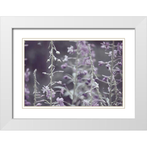 Lavender bushes White Modern Wood Framed Art Print with Double Matting by Davis Ashley