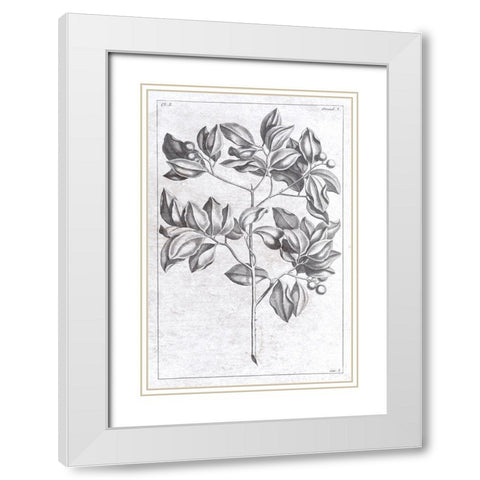 Palm 2 White Modern Wood Framed Art Print with Double Matting by Brown, Denise