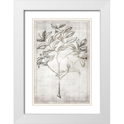 Antique Palm 1 White Modern Wood Framed Art Print with Double Matting by Brown, Denise