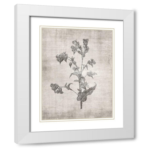 Sepia Botanical 4 White Modern Wood Framed Art Print with Double Matting by Brown, Denise