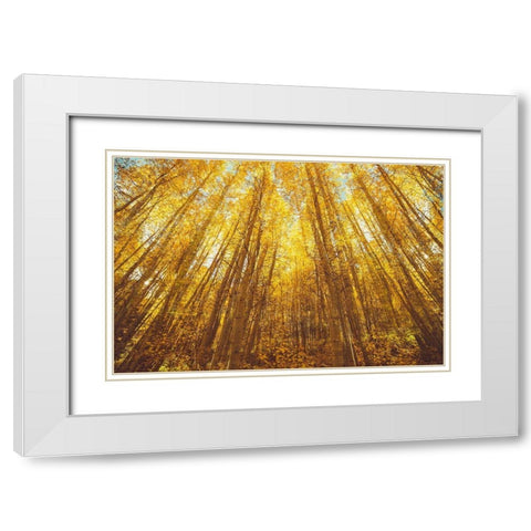 Fall Forrest White Modern Wood Framed Art Print with Double Matting by Brown, Denise